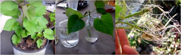 バケツでサツマイモを作ろう!苗づくり