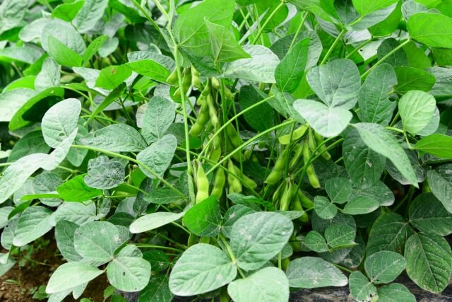 保育園で野菜を育てよう!エダマメ編