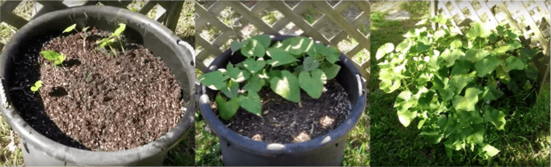 バケツでサツマイモを育てよう!定植から収穫まで