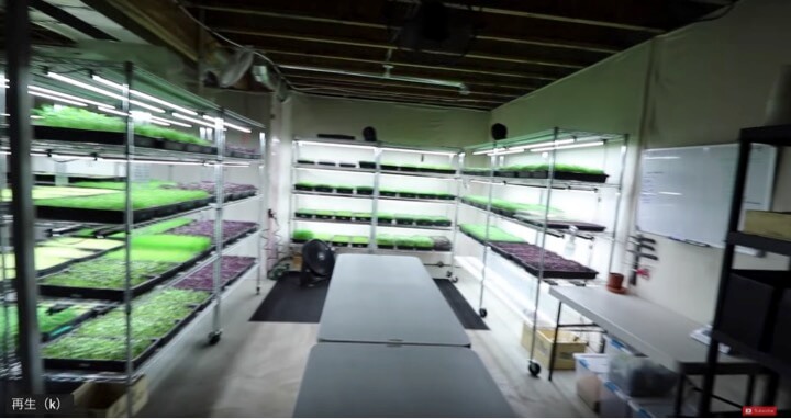 地下室で野菜を栽培