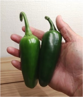 はラペのトウガラシを手に入れた