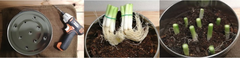 バケツ プランターで葉ネギを栽培しよう 野菜くず再利用編 はたけもん