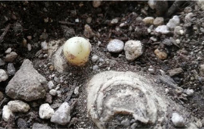ショウガの芽出し