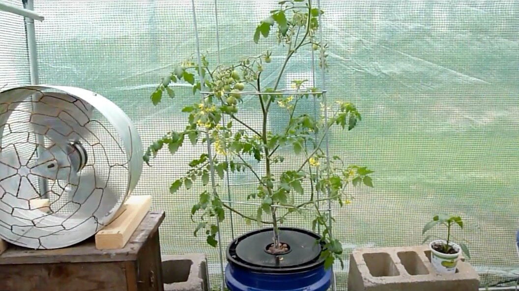 バケツ水耕栽培でピーマン トマトを育てよう はたけもん