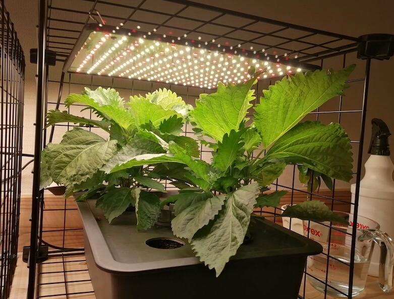 キューブ水耕栽培で大葉を栽培しよう hydroponic perilla