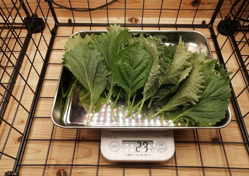 キューブ水耕栽培で大葉を収穫 hydroponic perilla harvest