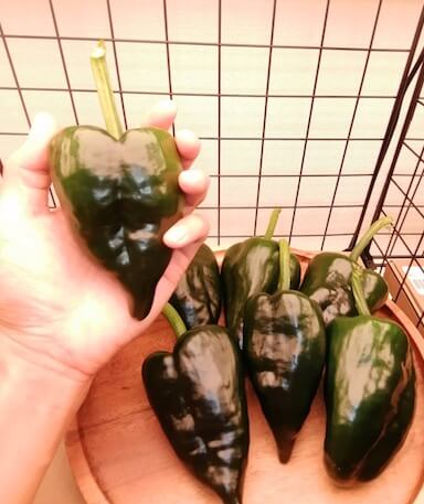 ポブラノトウガラシ Poblano