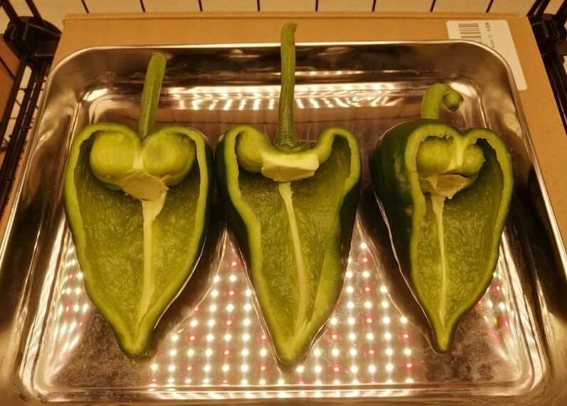 ポブラノトウガラシの断面 poblano shape