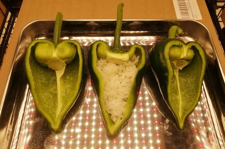 ポブラノトウガラシにご飯を詰める poblano with rice