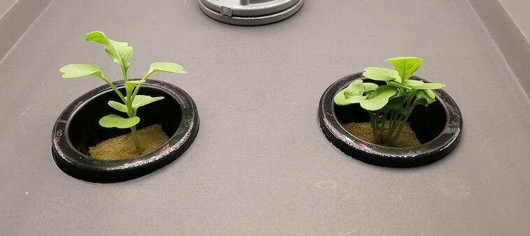 ルッコラ 水耕栽培