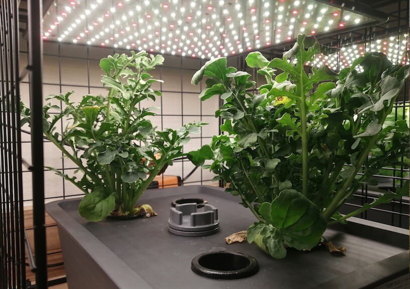ルッコラ 水耕栽培