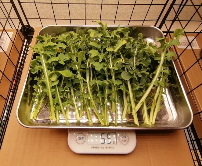 水耕栽培 ルッコラ 収穫