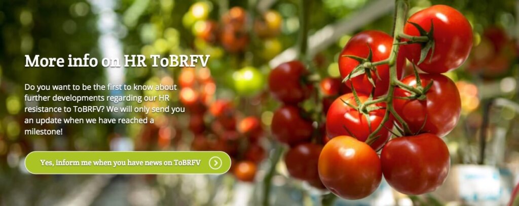 ToBRFVに耐病性のトマト素材