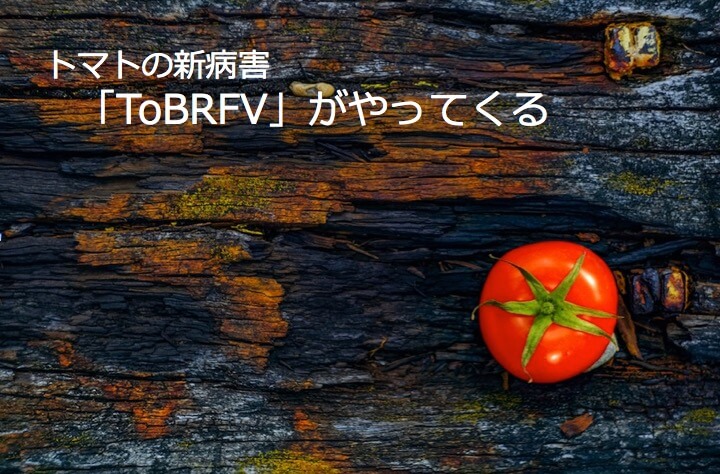 tomato-tobrfv-japan