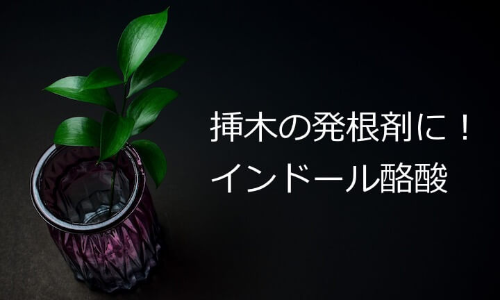 発根剤であるインドール酪酸の説明
