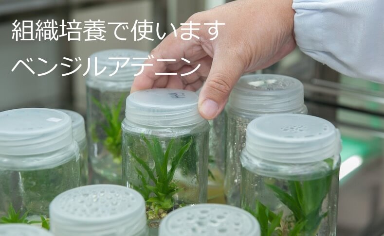 人工サイトカイニン であるベンジルアデニンの説明