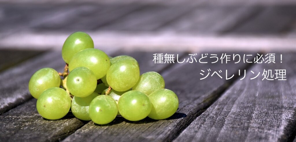種無しブドウとジベレリン処理についての説明