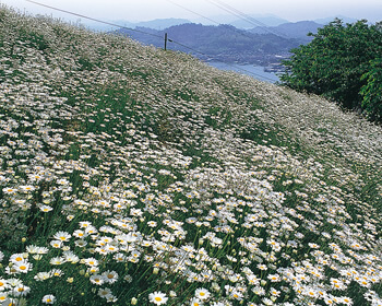 除虫菊の群生地