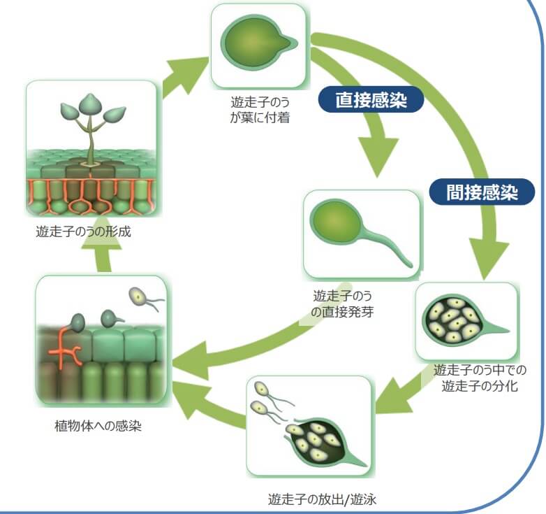 疫病菌の生活環