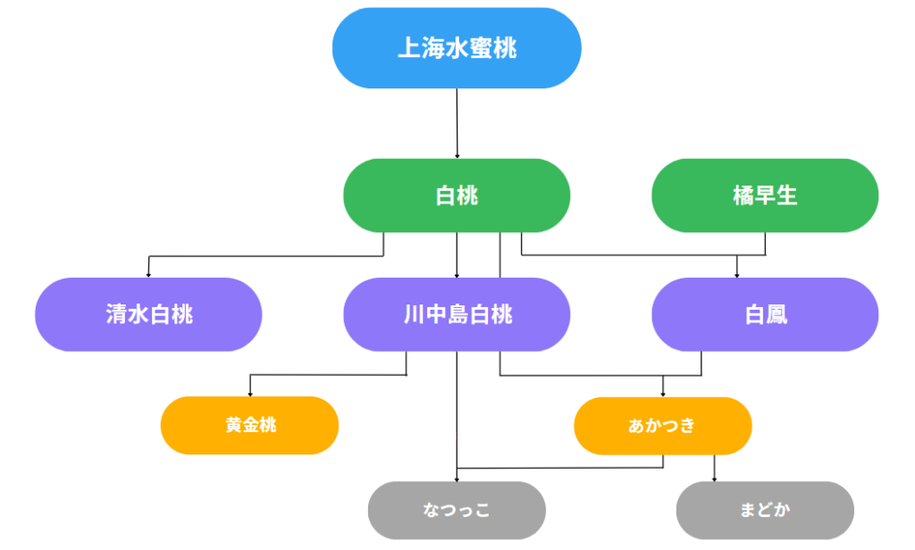 モモの家系図