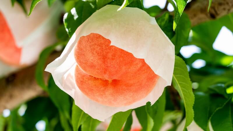 桃の品種「白鳳」